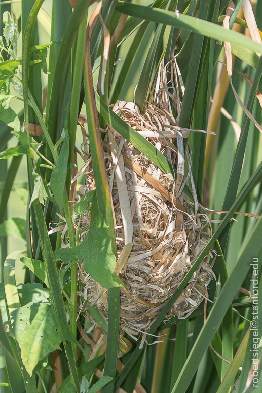 emily renzel wetlands